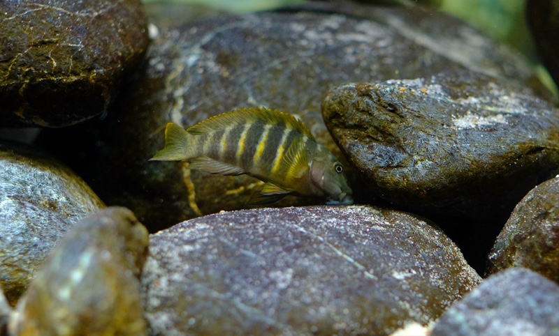 Eretmodus marksmithi 'Milima Island'